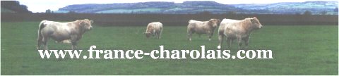 charolais-pature.jpg (13799 octets)